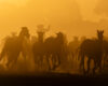 Pantanal Horses – Fine Art Print from Brazil’s Wetlands
