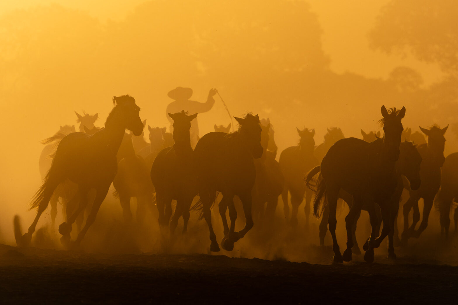 Pantanal Horses – Fine Art Print from Brazil’s Wetlands