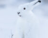 An Arctic hare in full winter coat is camouflaged within a white Arctic landscape, with only its dark eye and ear tip visible in a minimalist portrait
