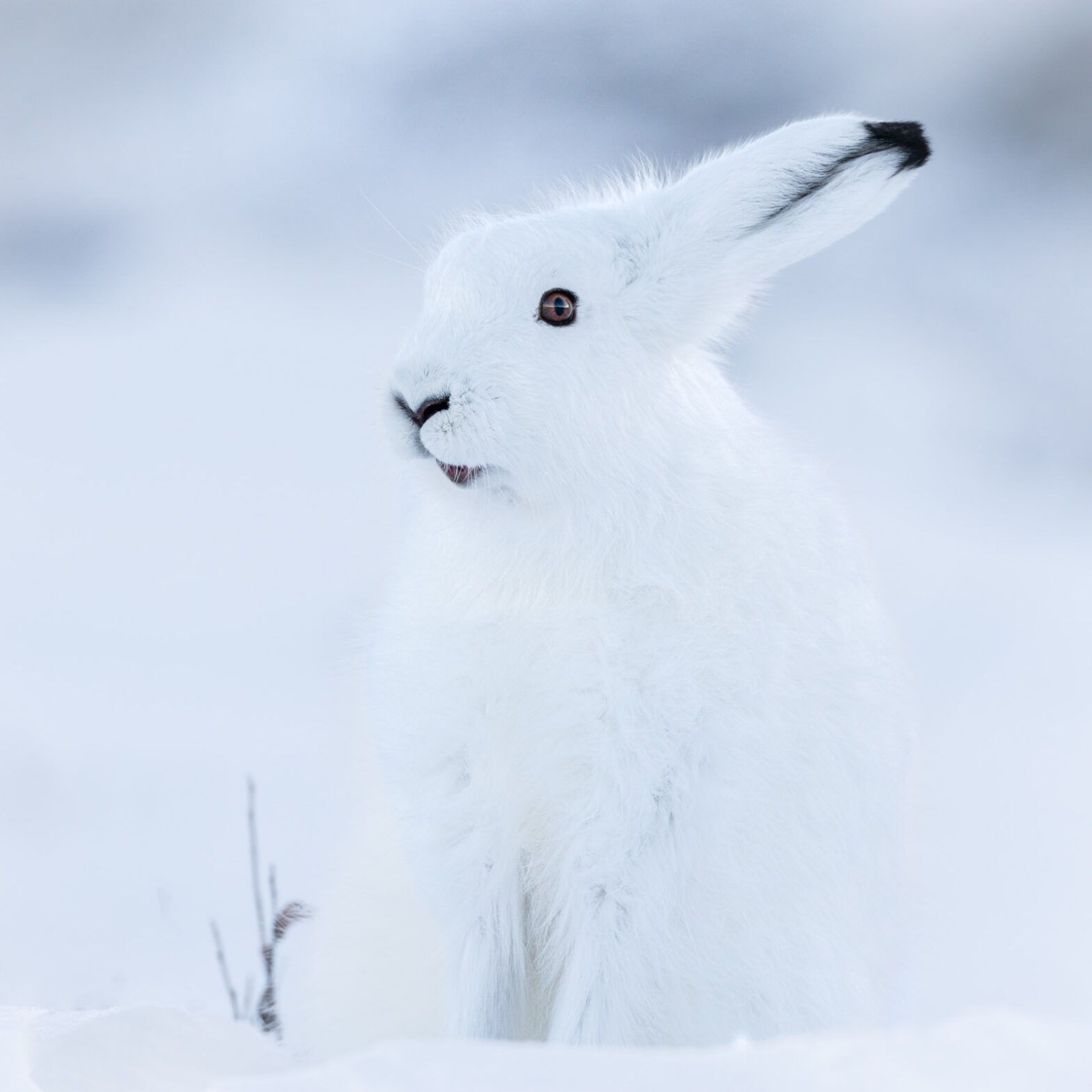 An Arctic hare in full winter coat is camouflaged within a white Arctic landscape, with only its dark eye and ear tip visible in a minimalist portrait