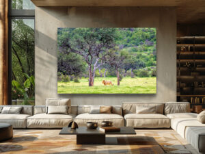 Male lion walking through yellow devil’s thorn flowers in a savanna landscape, with shepherd trees in the background.