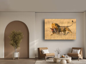 Male lion dragging a freshly killed wildebeest across the savanna, tail held high, with jaws locked on the prey.