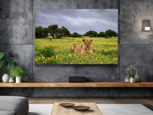 A lioness lies amongst a carpet of yellow devil’s thorn flowers in the savanna, photographed from a low angle, her head raised and eyes looking toward the camera with scattered trees and a cloudy sky in the background.