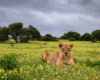 A wildlife photograph from a low angle, a lioness lies quietly among a carpet of yellow devil's thorn flowers. 