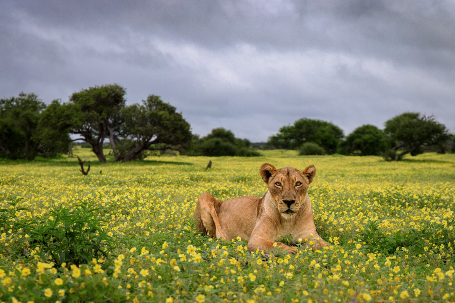 A wildlife photograph from a low angle, a lioness lies quietly among a carpet of yellow devil's thorn flowers. 
