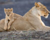 A lioness lies alert as her cub is perched across her back, its front legs draped securely over her side in a close, intimate moment.