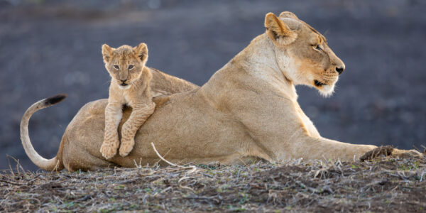 A lioness lies alert as her cub is perched across her back, its front legs draped securely over her side in a close, intimate moment.