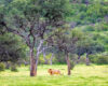 A wide landscape view of a male lion walking through a field of yellow devil’s thorn flowers, framed by shepherd trees across the savanna.
