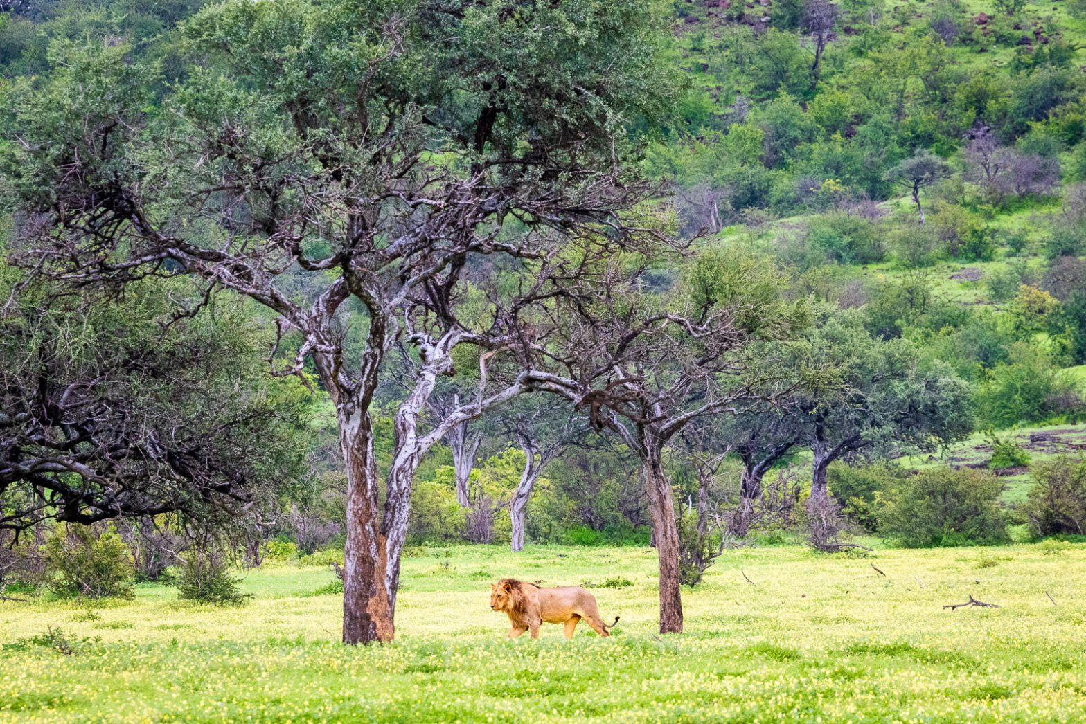 A wide landscape view of a male lion walking through a field of yellow devil’s thorn flowers, framed by shepherd trees across the savanna.