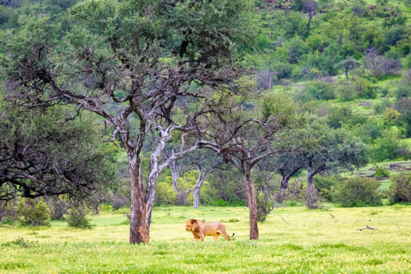 A wide landscape view of a male lion walking through a field of yellow devil’s thorn flowers, framed by shepherd trees across the savanna.