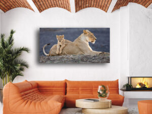 Lioness lying alert with a young cub draped across her back, the cub looking forward with its front paws resting over her side.