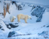 A polar bear mother and her cub pose close together on colorful snow-swept rock near Hudson Bay, as they wait for sea ice to form.