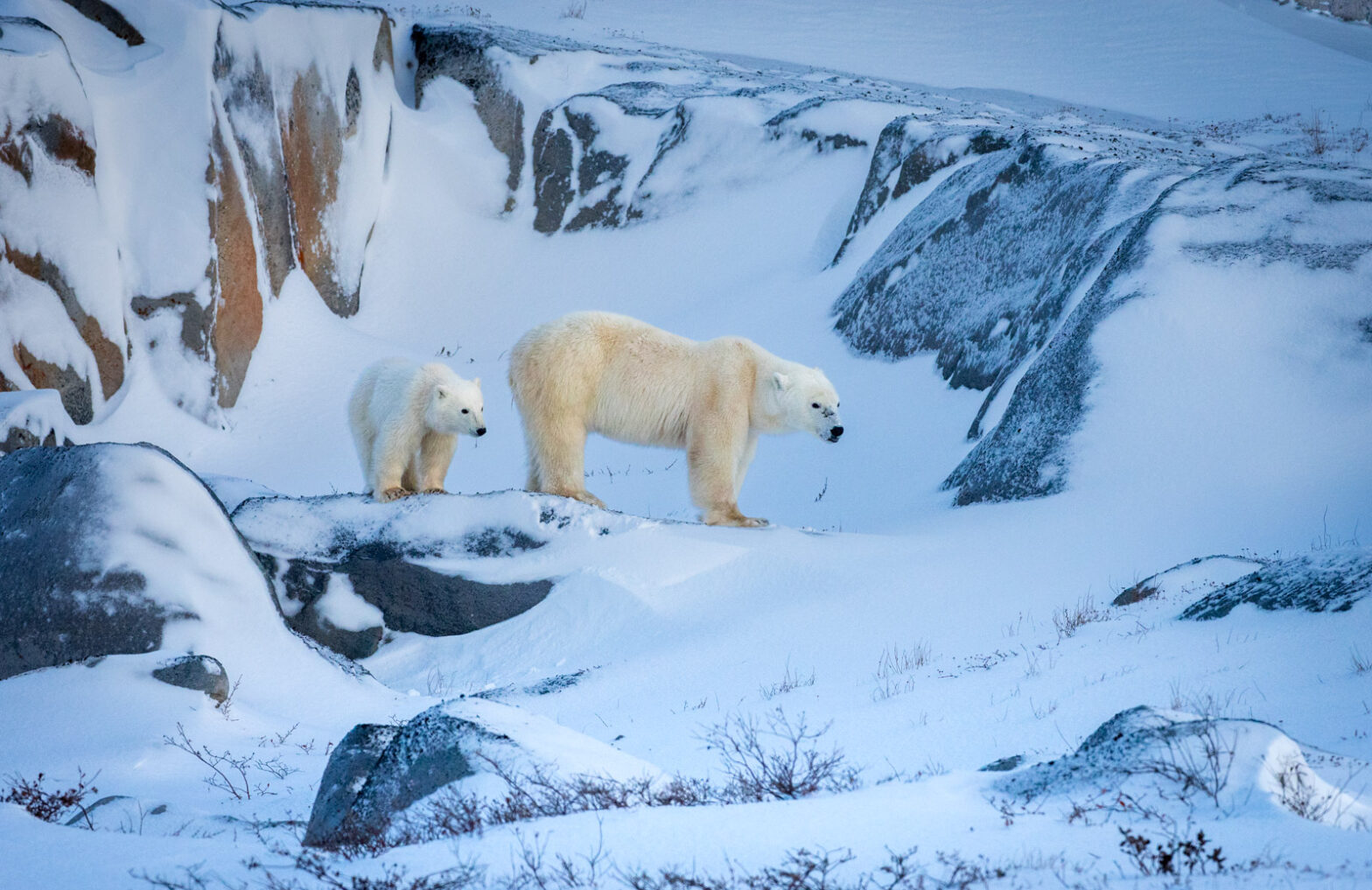 A polar bear mother and her cub pose close together on colorful snow-swept rock near Hudson Bay, as they wait for sea ice to form.