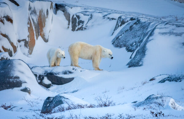 A polar bear mother and her cub pose close together on colorful snow-swept rock near Hudson Bay, as they wait for sea ice to form.