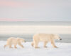 A polar bear mother and her cub walk side by side along the snowy shore of Hudson Bay, moving parallel to the water as they await the formation of sea ice.