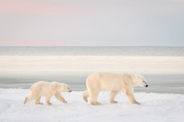 A polar bear mother and her cub walk side by side along the snowy shore of Hudson Bay, moving parallel to the water as they await the formation of sea ice.
