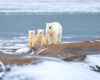 Polar bear mother with two cubs on snow-covered coastal rocks, Hudson Bay with forming sea ice in the background.