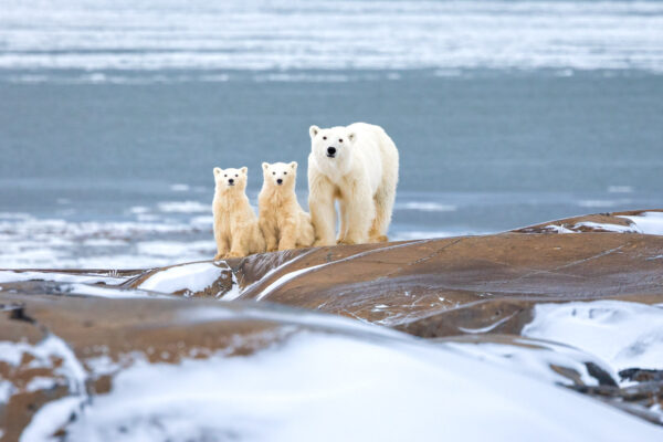 Polar bear mother with two cubs on snow-covered coastal rocks, Hudson Bay with forming sea ice in the background.