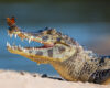 An eye-level, side-view portrait of a spectacled caiman resting with its mouth open and teeth exposed as a butterfly faces the caiman while perched on the tip of its snout.