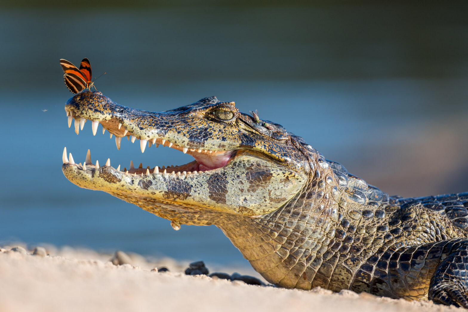 An eye-level, side-view portrait of a spectacled caiman resting with its mouth open and teeth exposed as a butterfly faces the caiman while perched on the tip of its snout.