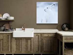 Arctic hare in a white winter coat sitting in a snowy Arctic landscape, with its dark eye and ear tip clearly visible against the white surroundings