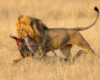 A male lion drags a freshly killed wildebeest across the savanna, tail held high and jaws locked firmly on the prey in a side-view wildlife image.