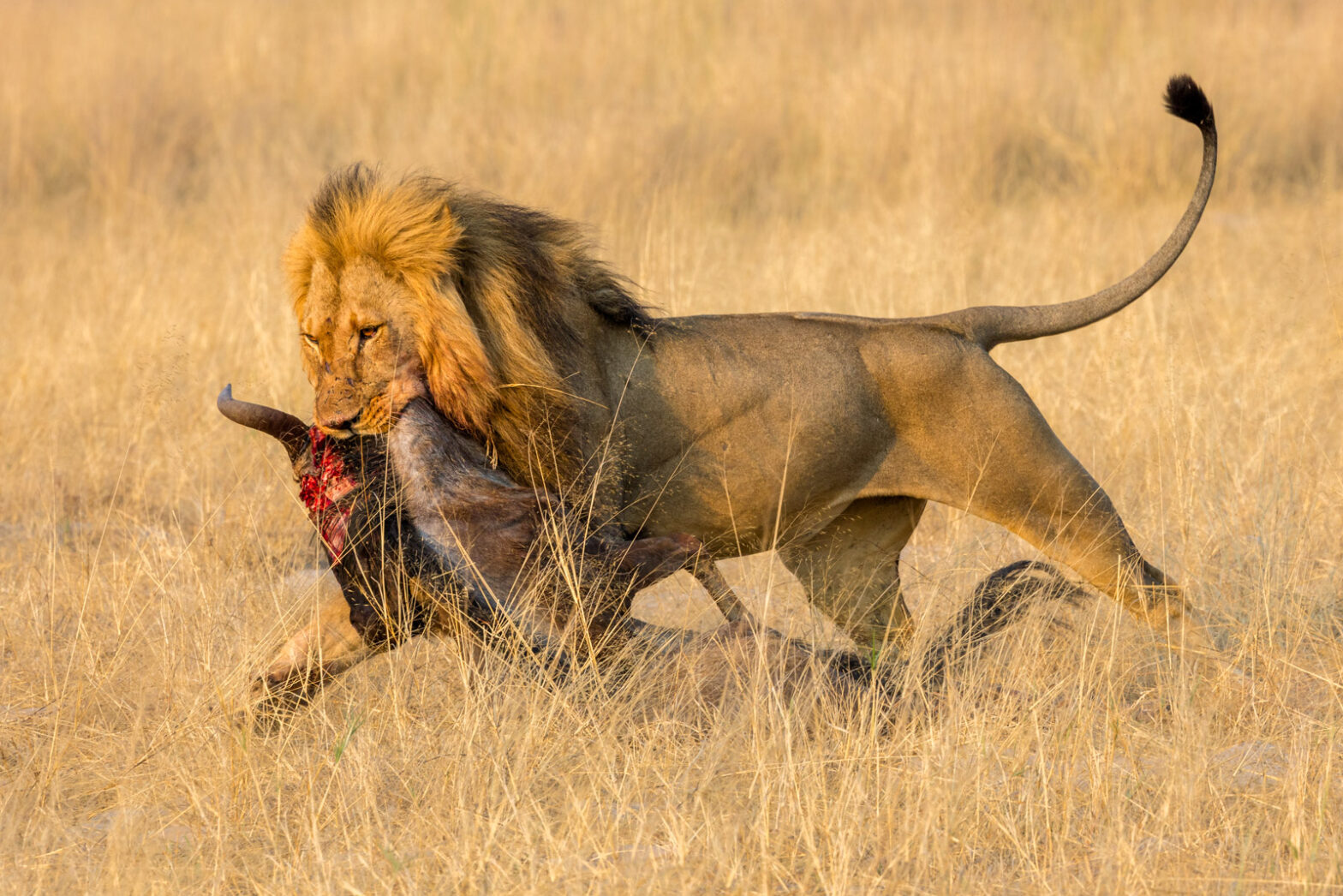 A male lion drags a freshly killed wildebeest across the savanna, tail held high and jaws locked firmly on the prey in a side-view wildlife image.